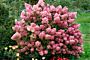 Syrenhortensia-Rosa-ALG HAAG