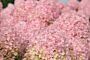 Syrenhortensia-Rosa-ALG INZ