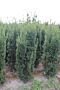 Taks-Media-Hicksii-Klump-175-200
