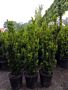 Taks-Media-Hicksii-Potte-50-60