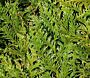 Thuja-Atrovirens-ALG INZ