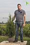 Thuja-Atrovirens-Klump-100-125