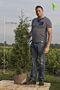 Thuja-Atrovirens-Klump-125-150