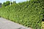 Thuja-Brabant-ALG HAAG