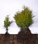 Thuja-Brabant-Barrods-30-40