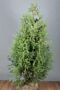 Thuja-Brabant-Klump-125-150