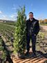 Thuja-Brabant-Klump-175-200