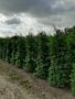 Thuja-Brabant-Klump-225-250