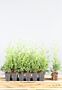 Thuja-Brabant-Klump-30-40