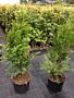 Thuja-Brabant-Potte-100-125