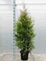 Thuja-Brabant-Potte-125-150
