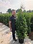 Thuja-Brabant-Potte-150-175