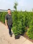 Thuja-Brabant-Potte-175-200