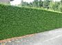 Thuja-Excelsa-ALG HAAG