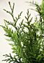 Thuja-Excelsa-ALG INZ