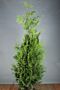 Thuja-Excelsa-Klump-175-200