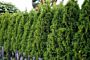 Thuja-Smaragd-ALG HAAG