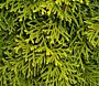 Thuja-Smaragd-ALG INZ