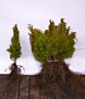 Thuja-Smaragd-Barrods-30-40