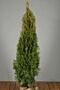 Thuja-Smaragd-Klump-125-150