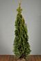 Thuja-Smaragd-Klump-150-175