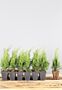 Thuja-Smaragd-Klump-25-30