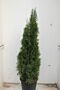 Thuja-Smaragd-Potte-150-175