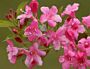 Weigelie (Weigela) 
