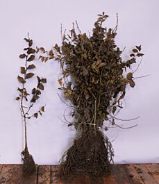 Avnbøg rodstok 80-100 cm - HækplanteShop