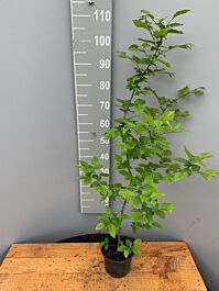Avnbøg potte 100-125 cm - Hækplanteshop
