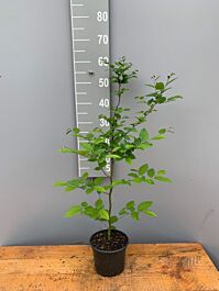 Avnbøg potte 40-60 cm - Hækplanteshop