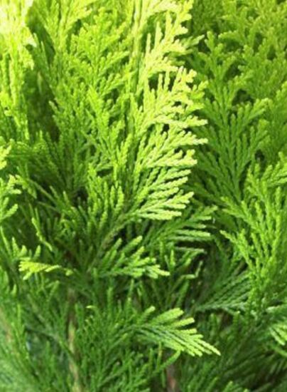 Thuja Martin - Kb hk - Thuja plicata Martin