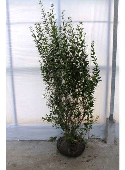 creeping fig plant Ficus pumila 'Creeping Fig' – Plants Express