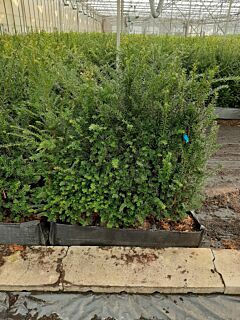 Almindelig-Taks-Færdighæk-80+