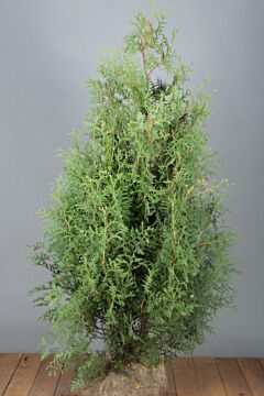 Thuja-Brabant-Klump-125-150