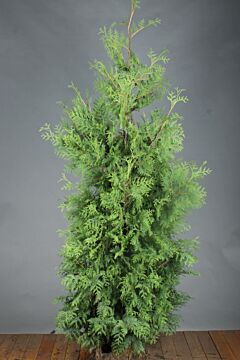 Thuja-Brabant-Klump-200-225