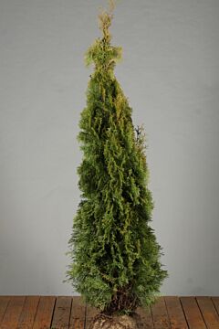 Thuja-Smaragd-Klump-150-175