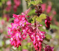 Blodribs 'King Edward VII'