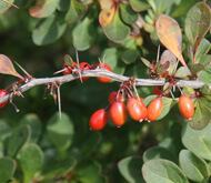 Thunberg Berberitze