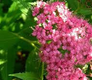 Sommerspirea