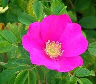 Hybenrose